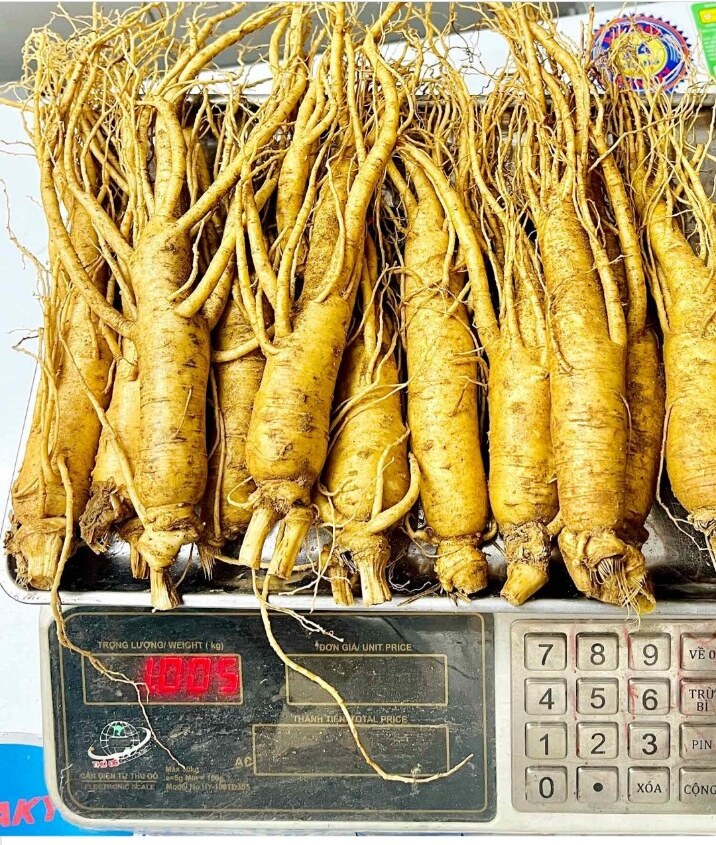 Củ nhân sâm tươi Hàn Quốc trên cân điện tử